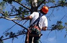 Arborist Insurance Arborists Insurance